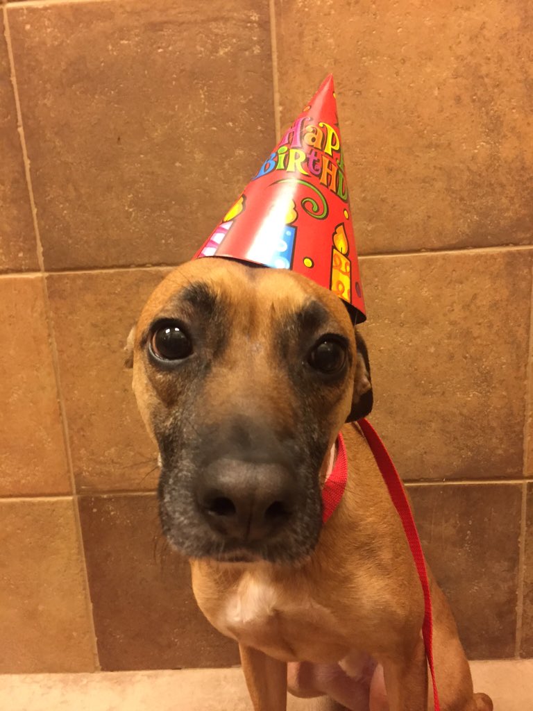 1582Petsmart's tweet photo. Happy Birthday Bosque!!❤️🐾🍦🎉 @CoryZ_PETM @robsmithbluejay @Bosque530 https://t.co/AbPoTSEg3b