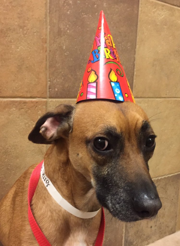 1582Petsmart's tweet photo. Happy Birthday Bosque!!❤️🐾🍦🎉 @CoryZ_PETM @robsmithbluejay @Bosque530 https://t.co/AbPoTSEg3b