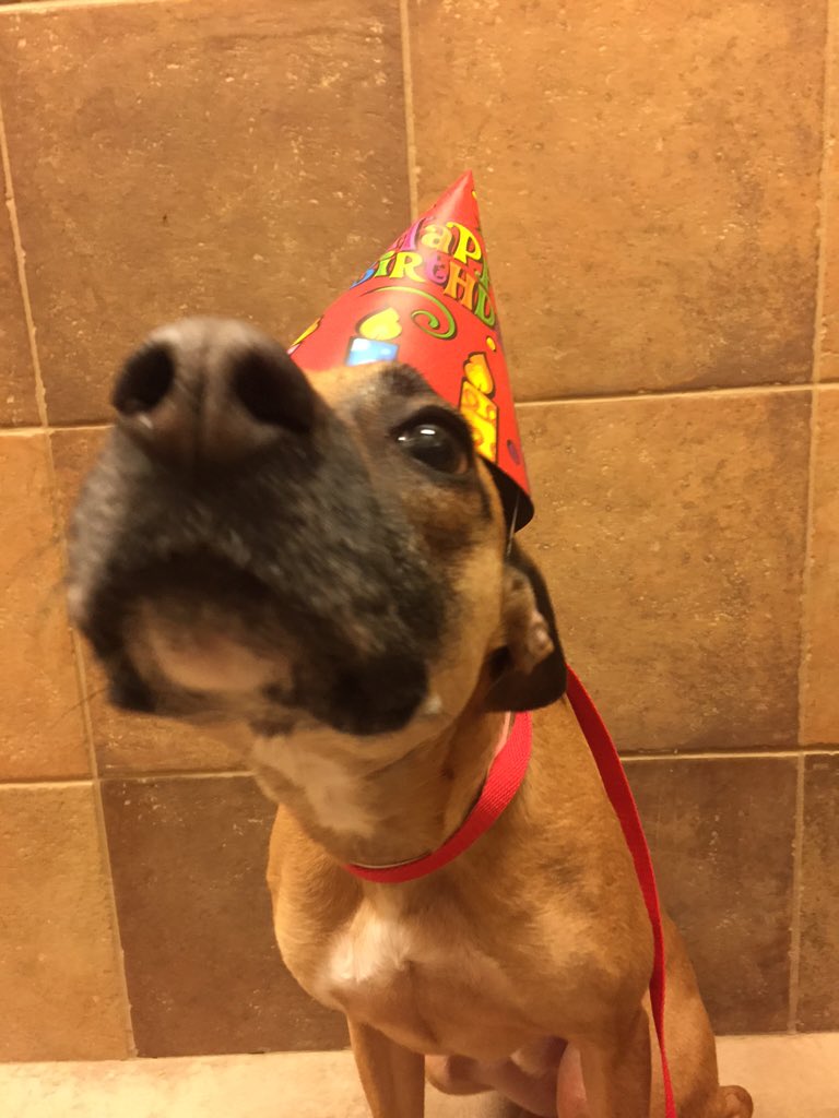 1582Petsmart's tweet photo. Happy Birthday Bosque!!❤️🐾🍦🎉 @CoryZ_PETM @robsmithbluejay @Bosque530 https://t.co/AbPoTSEg3b