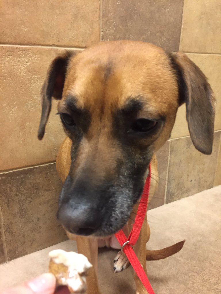 1582Petsmart's tweet photo. Happy Birthday Bosque!!❤️🐾🍦🎉 @CoryZ_PETM @robsmithbluejay @Bosque530 https://t.co/AbPoTSEg3b