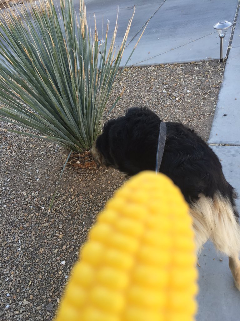 FakeCorn01's tweet photo. Fake Corn walking the dog https://t.co/kS2les1r0F