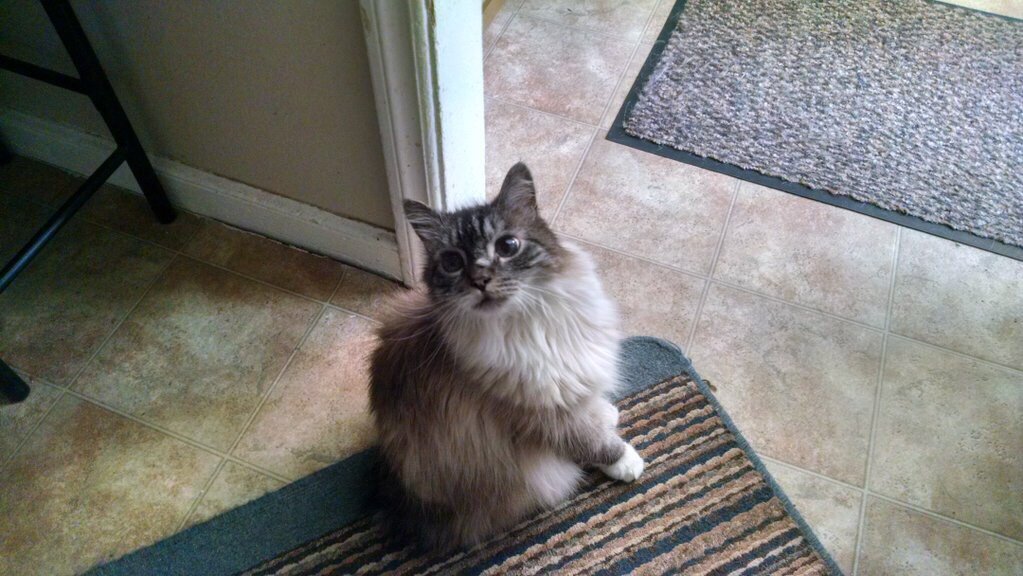 "Scooter the Poser 🤗😽"