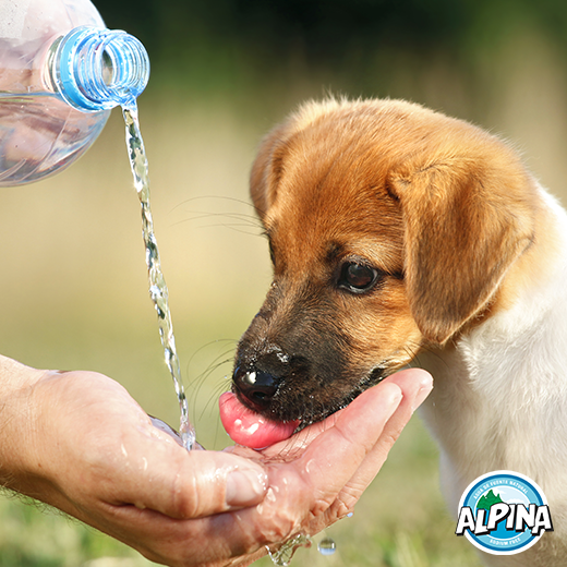 AguaAlpina's tweet photo. ¡A ellos les encanta la pureza de #AguaAlpina! #dogsoftwitter #puppies #water #healtydogs #careofthem https://t.co/5BK0eAJBnh