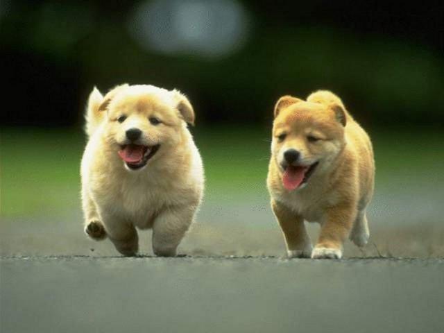 #LlegarConTodo es como lo hacen nuestros perritos cuando nos reciben! =D 

@BigColaMX inflmkt.net/ky15y