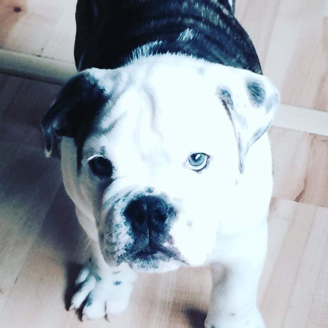 devbob96's tweet photo. He's growing quickly.. https://t.co/LtgPhtIPZu
