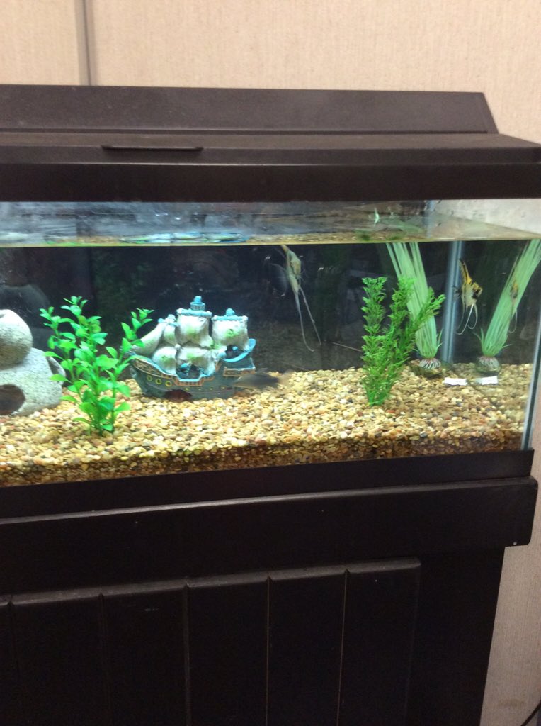 MrsHigleysClass's tweet photo. We take good care of our fish every day!  We love our fish! #gagegators   #happyclassrooms https://t.co/GwvayWFZlz