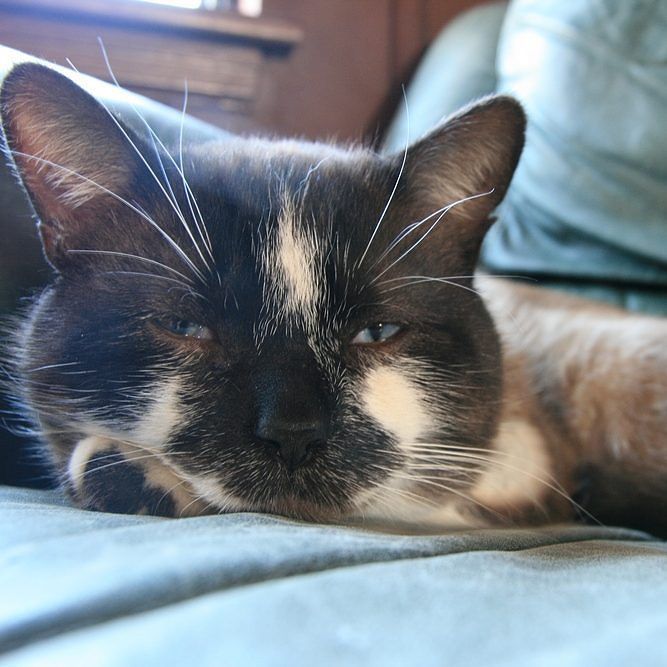 SiameseCatSpot's tweet photo. Happy #whiskerwednesday from Marley cat! #sealpoint #snowshoe #snowshoecatsofinstagram #si… https://t.co/Xv5Hs8PPP5 https://t.co/B2FwMBjKcN
