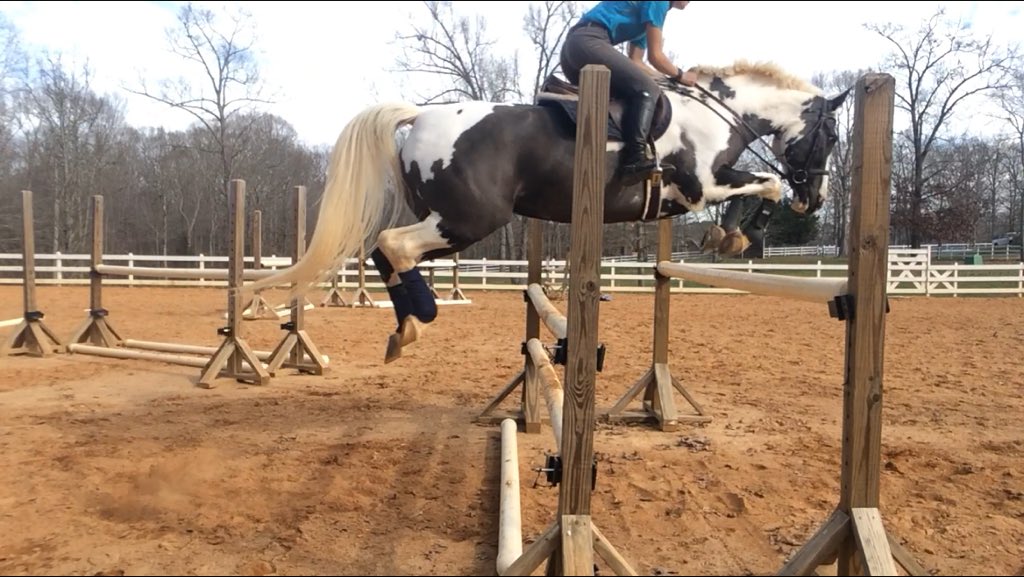 InsideTurn's tweet image. I suck but my horse is 👌🏻😸