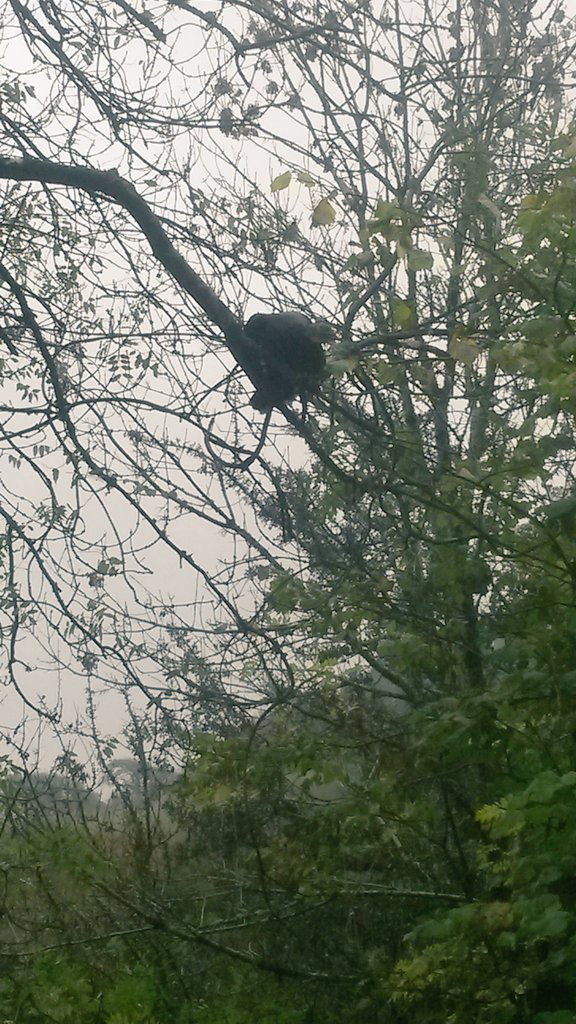 BealesBecci's tweet photo. Turkey in a tree. Merry Christmas 😄 #Christmas #Turkey #Exmoor https://t.co/pN913ixksg