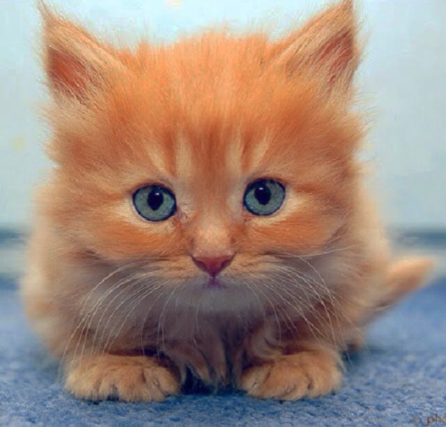 RT if you love cats ! #ohmycat #cats #chats #love #blue