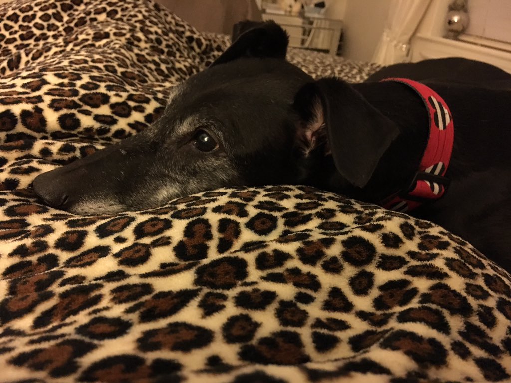 54cmk's tweet image. Two years ago today Suzie arrived from @grwe the best #sofadog #greyhoundsmakegreatpets