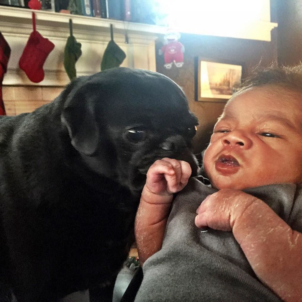 LizAbbott3's tweet image. Griffin's bodyguard. #pug #pugsofinstagram #adoptapug #babygriffin ift.tt/1Qt8POV