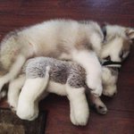 【癒し】ぬいぐるみにそっくりモフモフわんこ♡♡♡