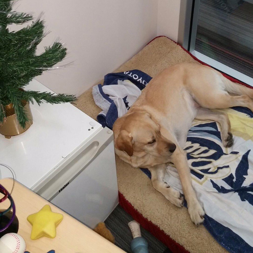 ZingyPet's tweet photo. Francie is pooped after her Zingy walk! #GettingZingyWithIt https://t.co/jVXDurmn1Y