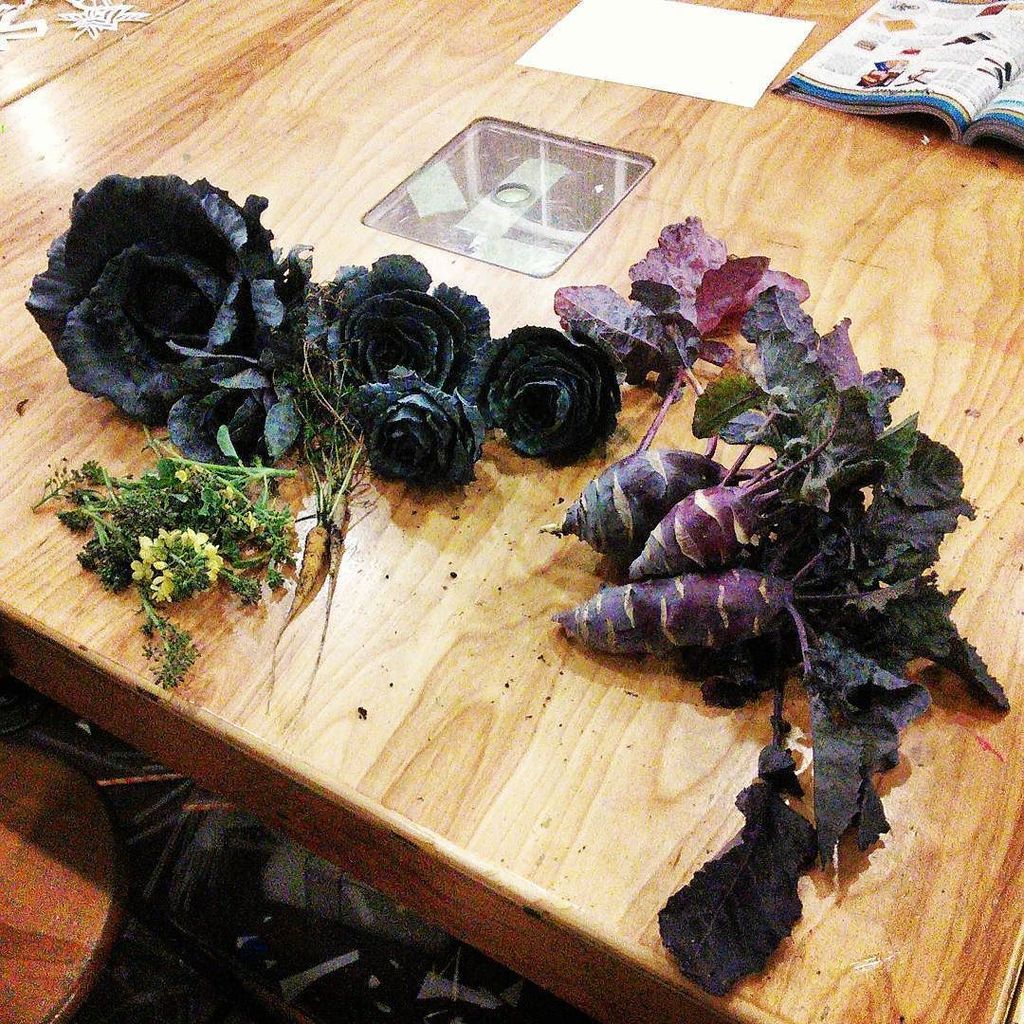 makerMKE's tweet photo. Pulled these out of the garden today! Still growing on December 16, 2015. Crazy! #makermkeโฆ https://t.co/kAgH1TPxxh https://t.co/9J17LKyVdP