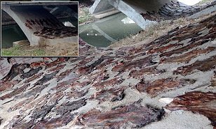 Animals1st's tweet photo. Hundreds of DOG SKINS left out to dry under a bridge in China 

https://t.co/lu8wM7RRdQ https://t.co/lJuz8IDT8O