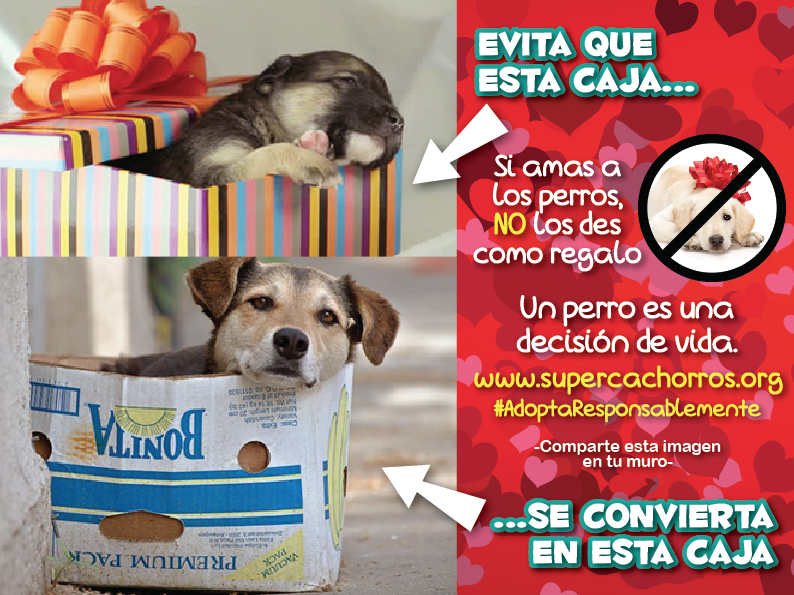 paloespin's tweet photo. Si estás pensando en regalar un perro en #Navidad, asegúrate de que será bien recibido y mejor cuidado #Doglovers https://t.co/HcTRCtBHle