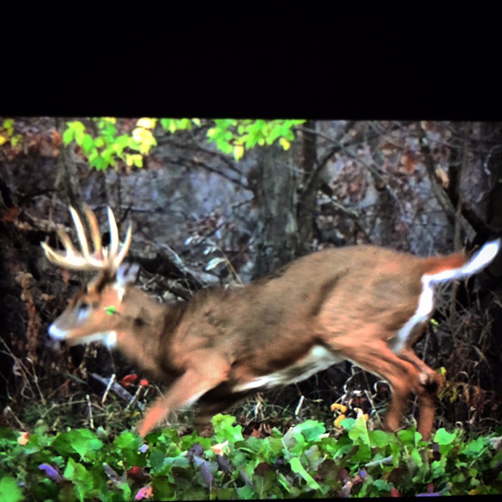 WickedTine's tweet photo. Hoping to get a second shot at the "Crab Claw 10" that I screwed up on tomorrow afternoon. Looks like cooler weather https://t.co/ibkvFBhlV7