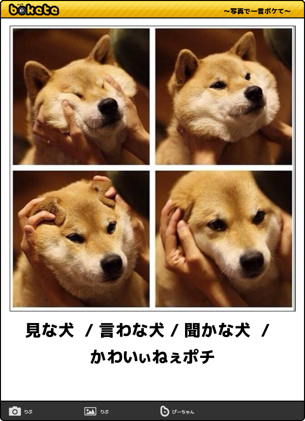 ボケて Bokete 公式 En Twitter 見な犬 言わな犬 聞かな犬 かわいぃねぇポチ ボケて T Co Lgvbeai4wx T Co Swkcnfvidn