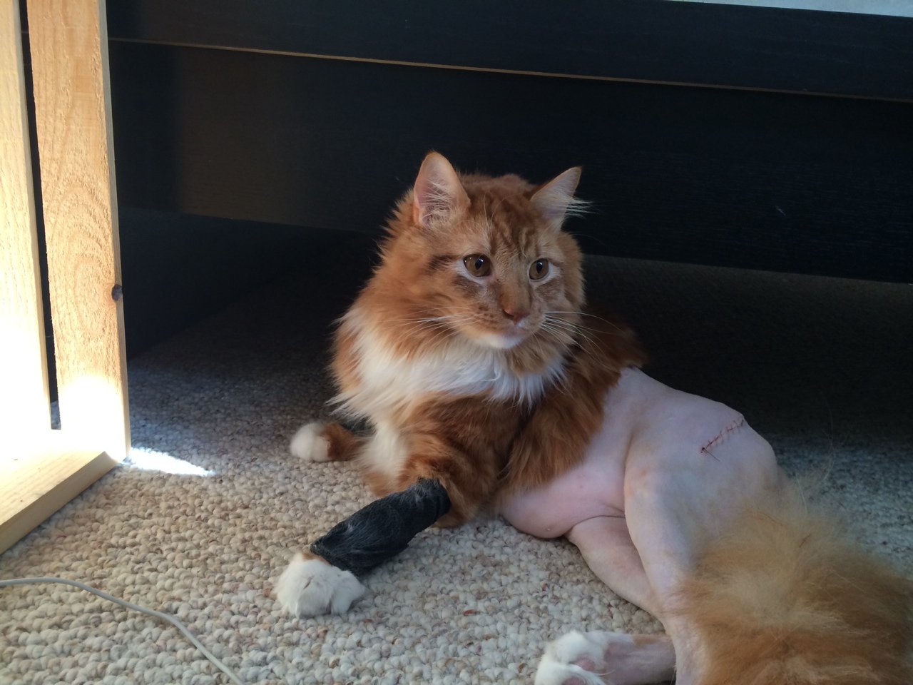 Cat wif pants online