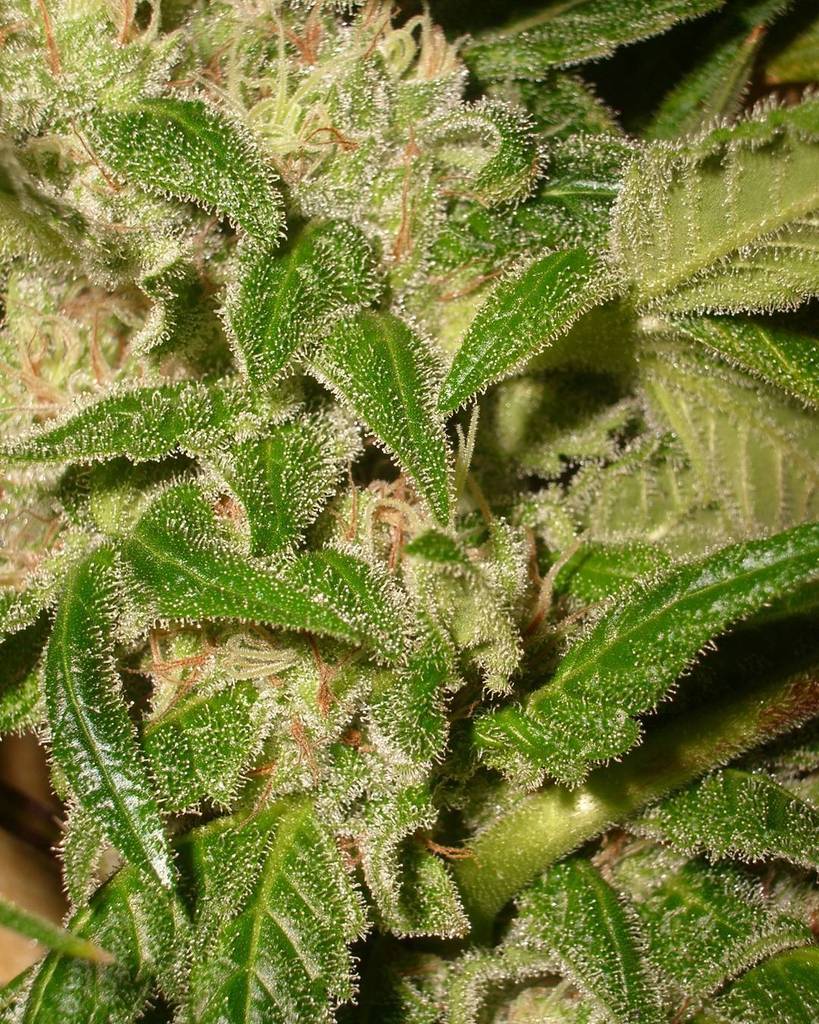 DukeofErb's tweet photo. #hashberry from #mandalaseeds
#mmj #weed #marijuana #pot #highsociety #weedporn #nugs #highlife #hightimes #dank #… https://t.co/JWGYdWboVg
