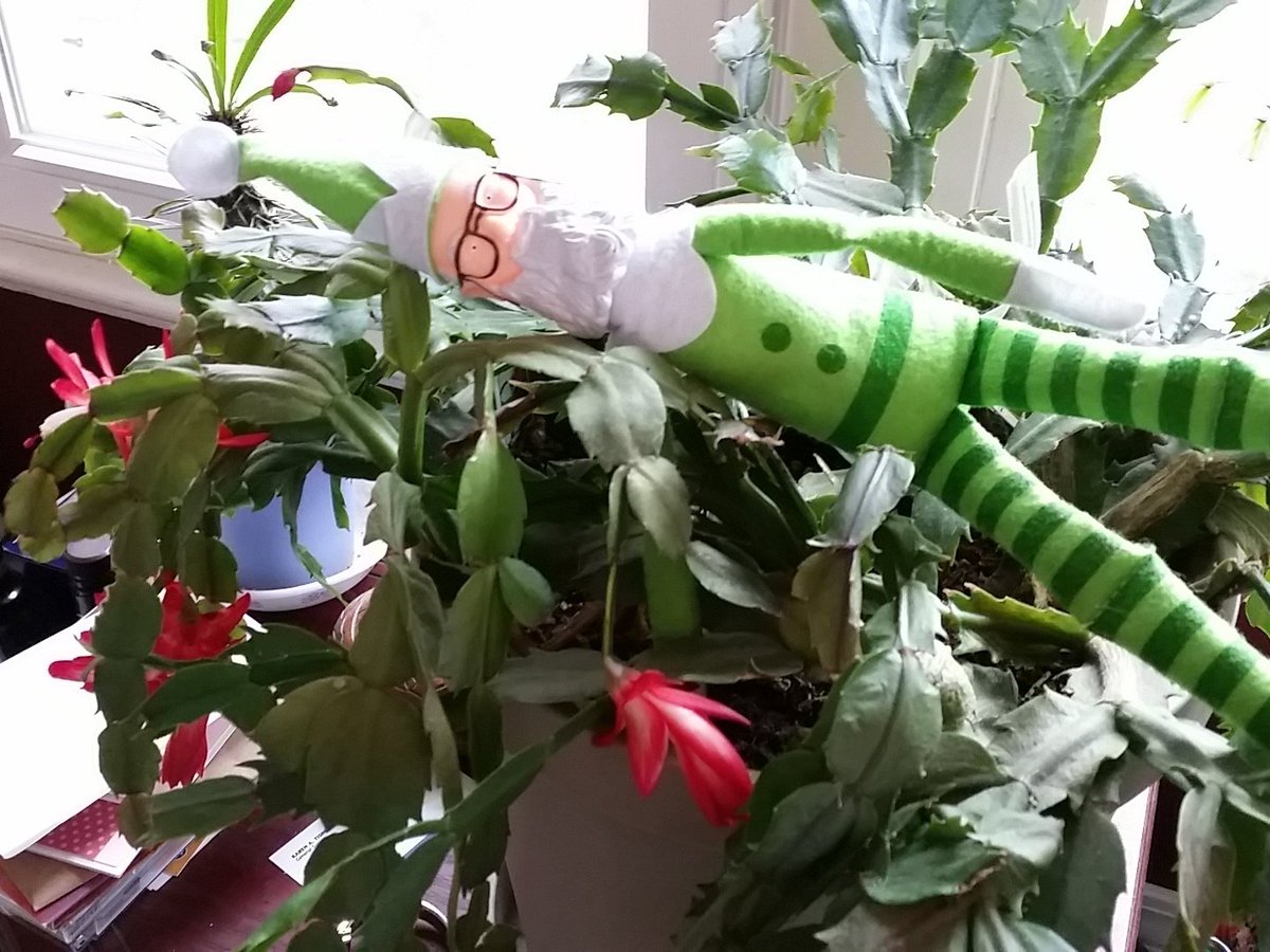 GmaDawnE's tweet photo. #unclesithechristmaself napping in the Christmas Cactus https://t.co/Z7QvuOhjgh