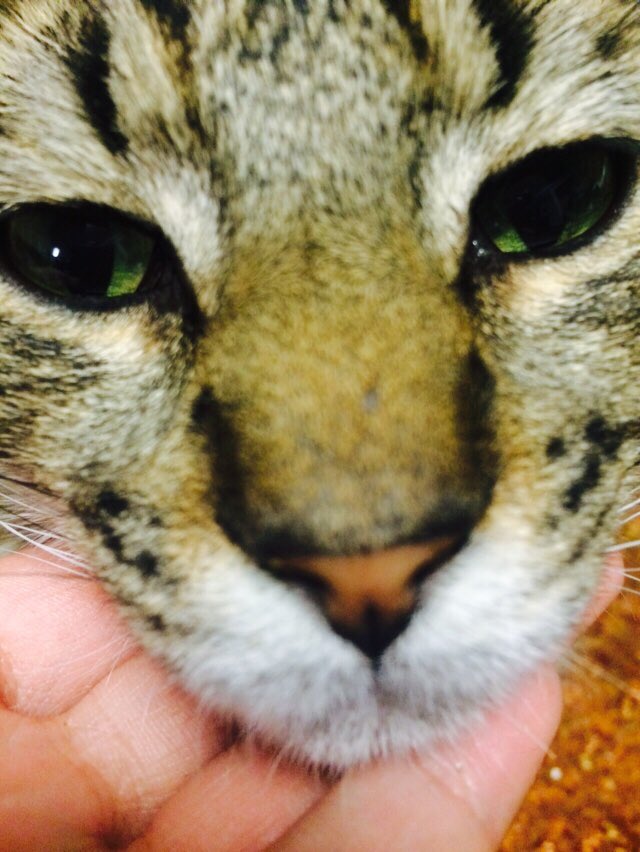 coolcatjupiter's tweet photo. Me en I'm seepy! https://t.co/3oG6oMC0Hk