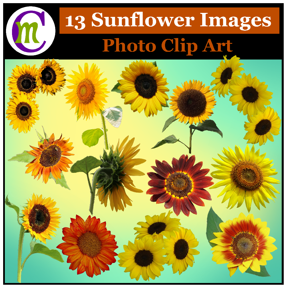 CrunchyMomOrg's tweet photo. My latest in photo clip art, Sunflowers!  30% off until tomorrow night! https://t.co/hLWB7gM8x5 https://t.co/nnVCo5qxp2
