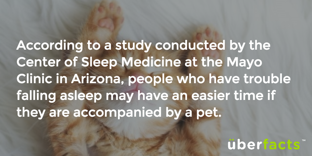 UberFacts's tweet photo. Sleeping with your pet can help you fall asleep faster.
https://t.co/Ba0apyR2Ka https://t.co/sfhV2etCEl