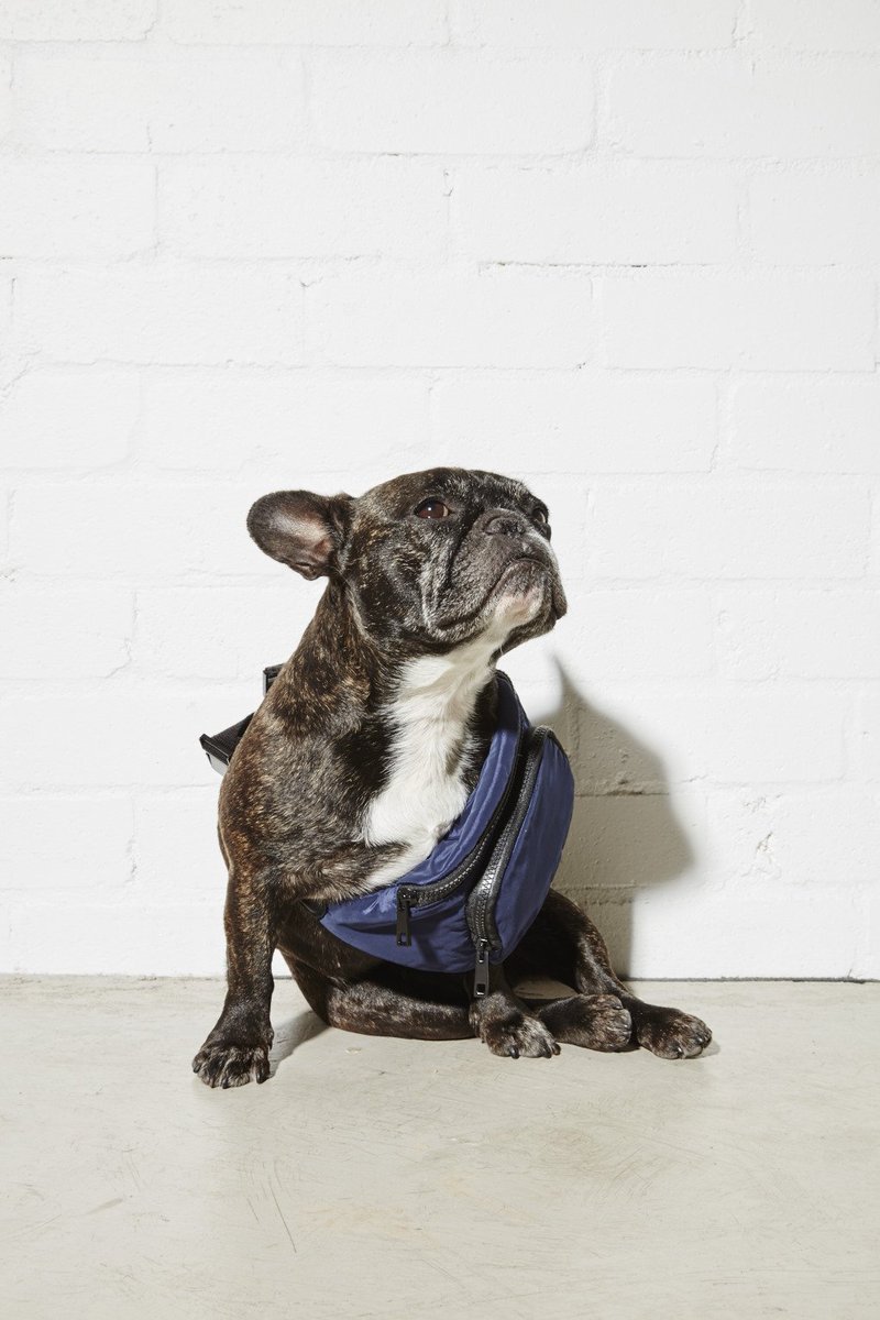 ELLEaus's tweet photo. “Is it too soon to start packing my bag for the holidays?” #dogsdayoff #8daysofNinja https://t.co/0YfQNejh0r
