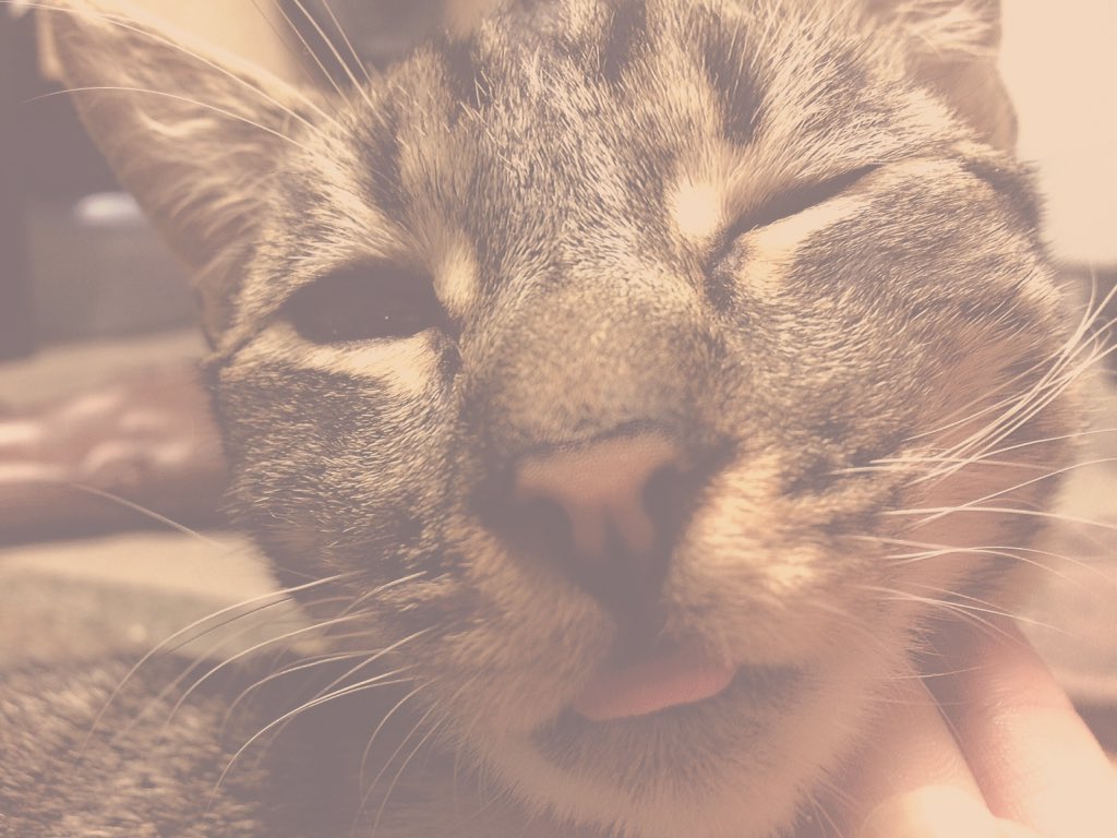 coolcatjupiter's tweet photo. #adorableanimals #CatsOfTwitter https://t.co/R2buFlSNWS