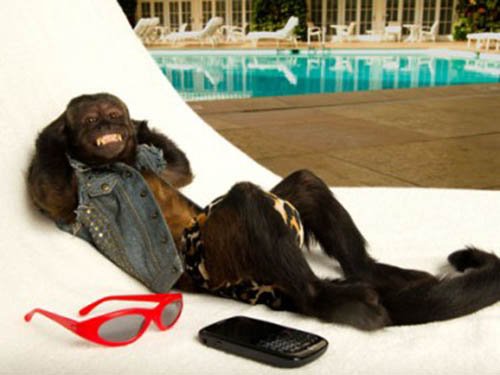 red_end69's tweet photo. Dave is confused by the clement DEC weather day 17 #monkeyadvent #passambresolaire https://t.co/8jXpVzOElK