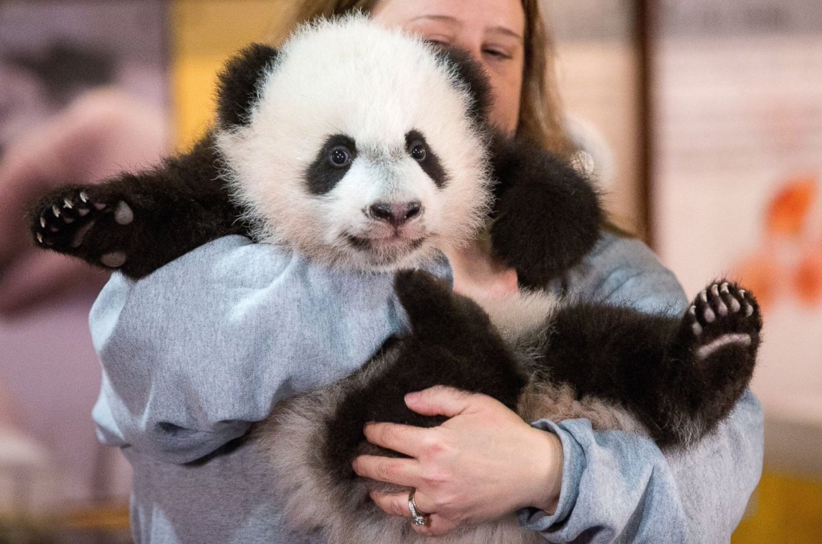 ABC's tweet photo. The @NationalZoo is prepping Bei Bei, the 4-month-old giant panda, for his public debut: https://t.co/llc6cHgCbl https://t.co/9IiWw9Qdh0