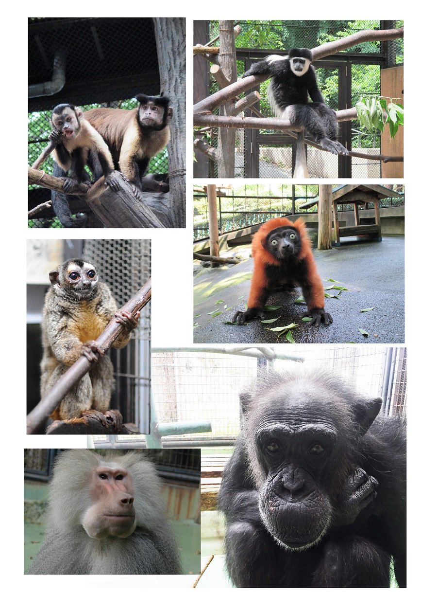 横浜市立野毛山動物園 公式 今年も残りわずか 16年の干支はサルですね 野毛山動物園には6種のサルたちが暮らしています 全種分かりますか これから年賀状を準備する方 ぜひ園内入口の干支花壇をご利用ください T Co Ptgcpdeqdy