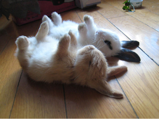GirlsOnBored's tweet photo. Finals Week vs Bunnies https://t.co/f1UEnynEb9 https://t.co/D3WgRdYvnN