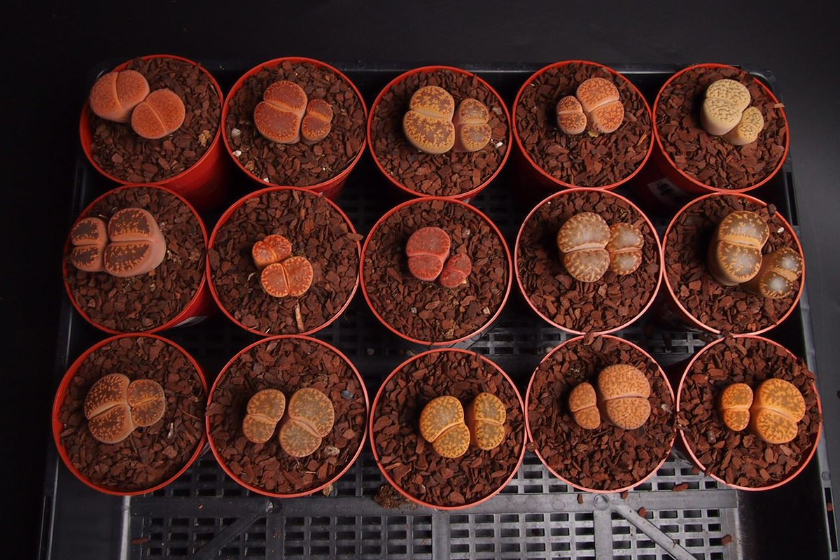 LLGSNC's tweet image. Check out our new stock of #Lithops #Livingstone #succulent
 bit.ly/1TRhqsF