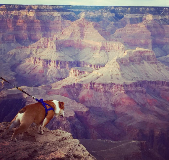 BuzzFeed's tweet photo. 51 of America’s most Instagrammed places in 2015 https://t.co/gYbTKmWyDg https://t.co/e1mI18vkVy