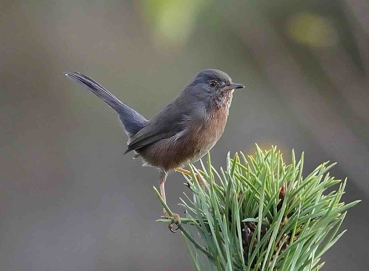 TBHPartnership's tweet photo. Dartford warbler numbers are good across the #ThamesBasinHeaths. 47 pairs in 2011 to 451 in 2015! Pic R Clark. @_BTO https://t.co/Wo3dfrBwhr