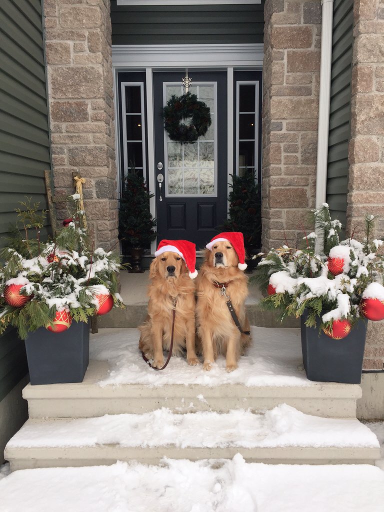 lynn2wine's tweet image. To all our Twitter friends🤗
Happy Holidays🎉⛄️🎅🏼🎄🍾🎁
from our family to yours
Kisses from Finnegan &amp;amp; Seamus😘
