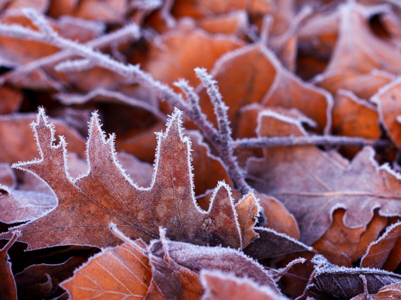Zondag 27 december wordt het ideaal wandelweer! U bent toch zeker ook van de partij? bd.nl/regio/oss-uden…