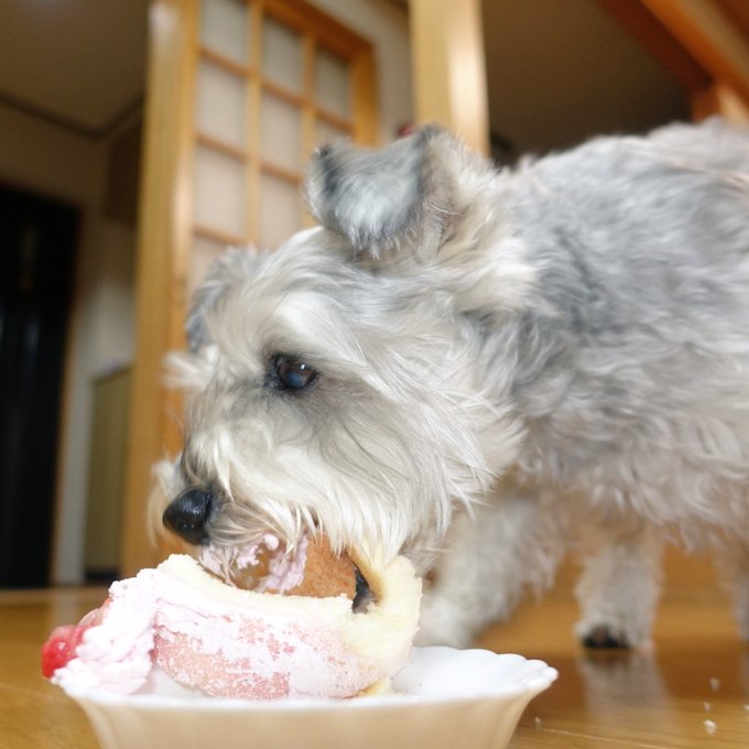 犬用ケーキを大特集 通販で買うならこのおすすめ７店で 熊ノ助の情報ブログ
