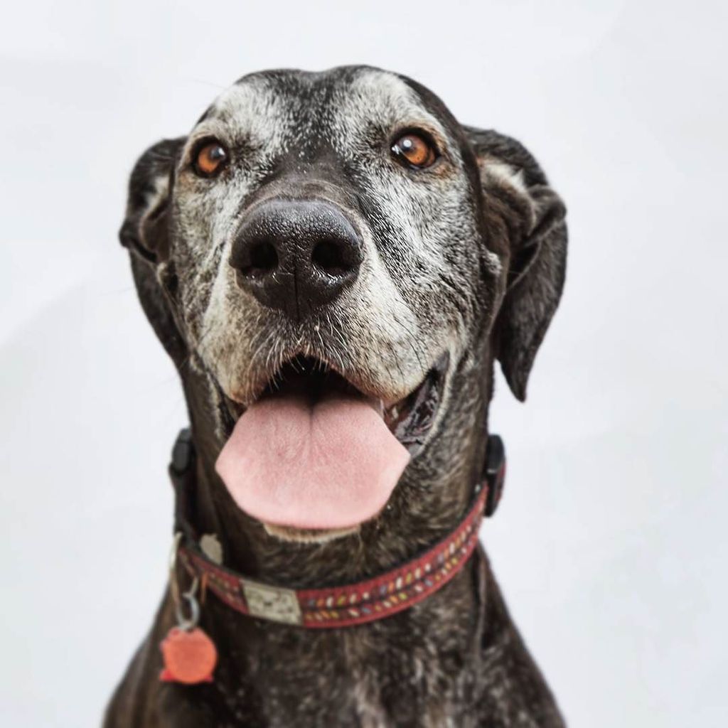 kprobbins's tweet photo. Shot on Locke St S for @HamiltonMag. #HamOnt #dog #dogsofhamont 
#editorial #editorialphotography #editorialphotogr… https://t.co/MMB4HKDzb2