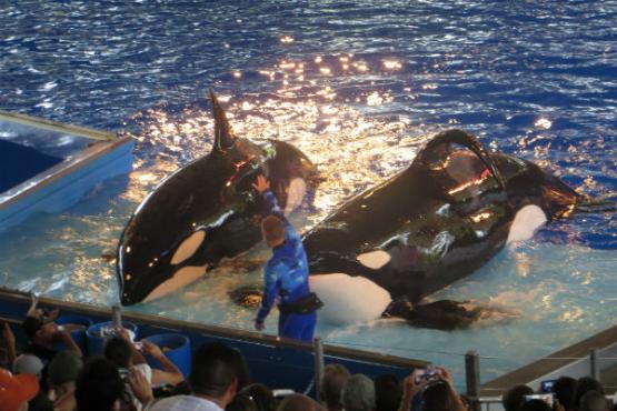 PartidoPACMA's tweet photo. Muere otra orca en SeaWorld por una enfermedad derivada del cautiverio, la tercera este año https://t.co/k1Ycuq0IgE https://t.co/IayGo02y7J
