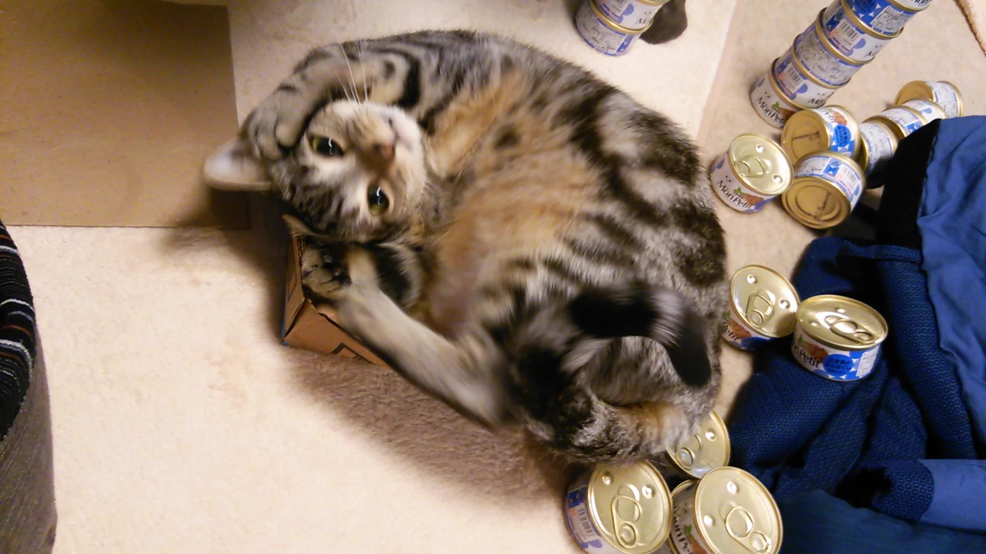 可愛すぎか！サンタからの贈り物に狂気乱舞の猫ちゃん♡