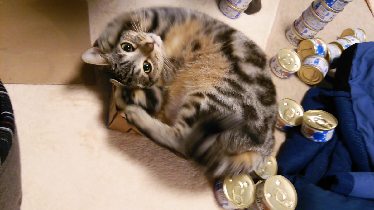 可愛すぎか！サンタからの贈り物に狂気乱舞の猫ちゃん♡