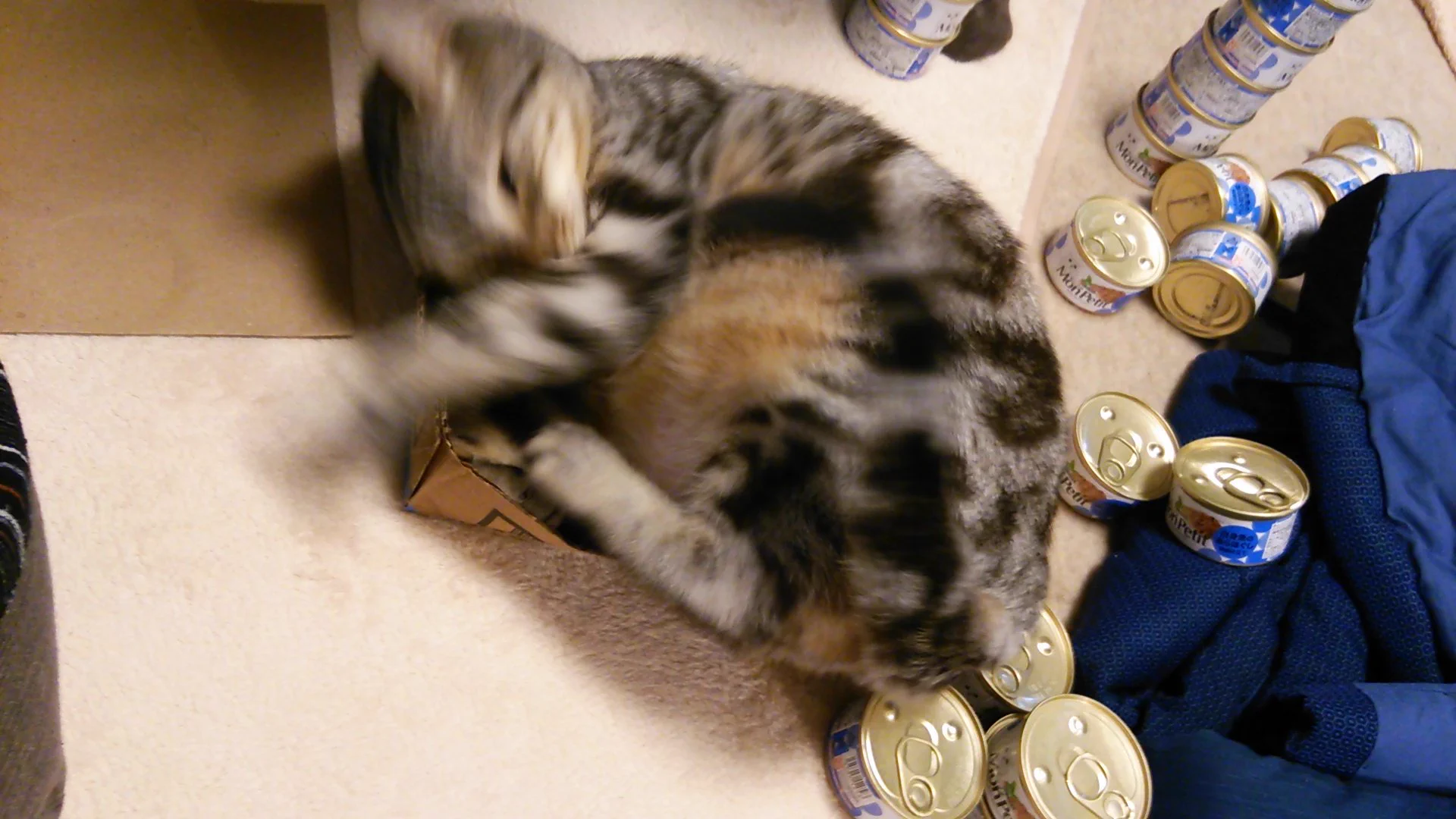 可愛すぎか！サンタからの贈り物に狂気乱舞の猫ちゃん♡