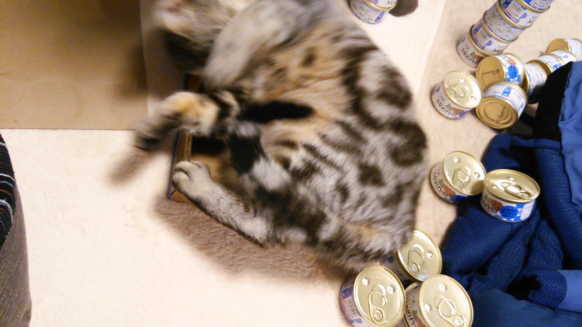 可愛すぎか！サンタからの贈り物に狂気乱舞の猫ちゃん♡