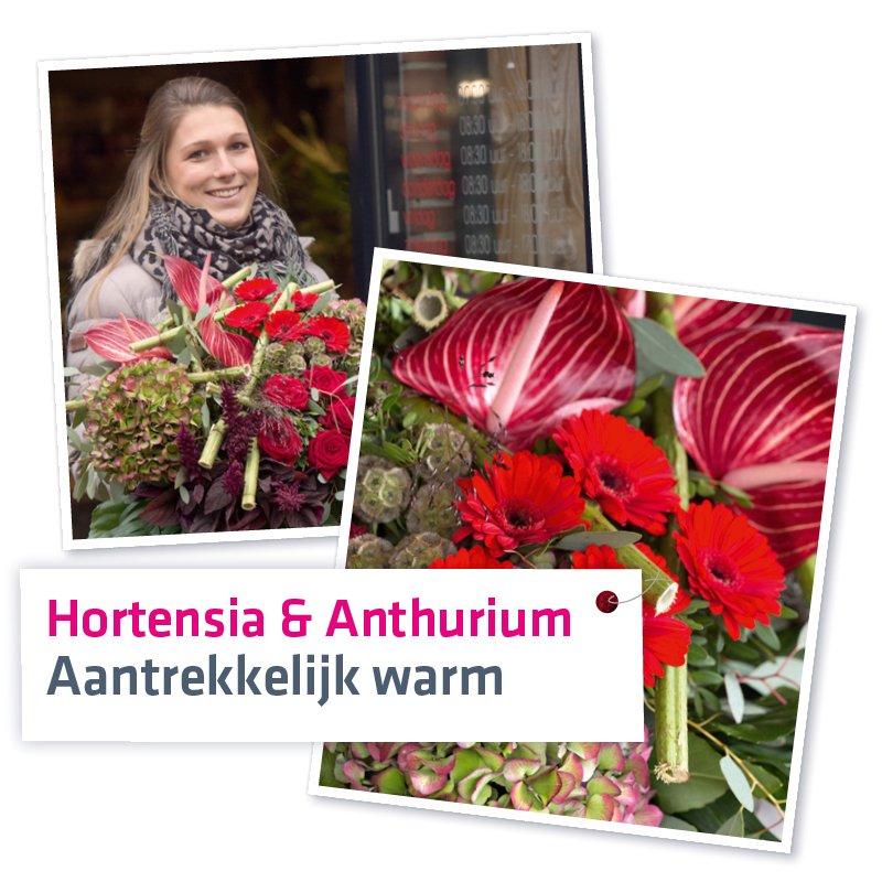 Bloemen als de Anthurium en de Hortensia zijn helemaal van deze tijd met hun prachtige kleuren en vormen #cadeautip