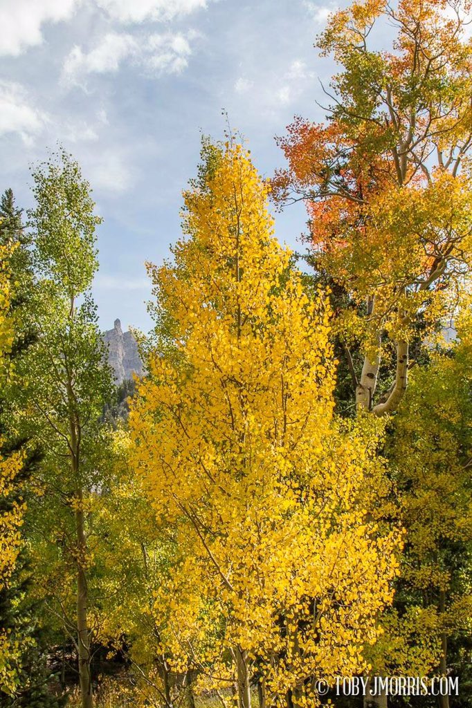 Great Basin #aspenforest #greatbasin #fall #aspens #greatbasinnationalpark #fypyes #findyourpark #tobyjmorris