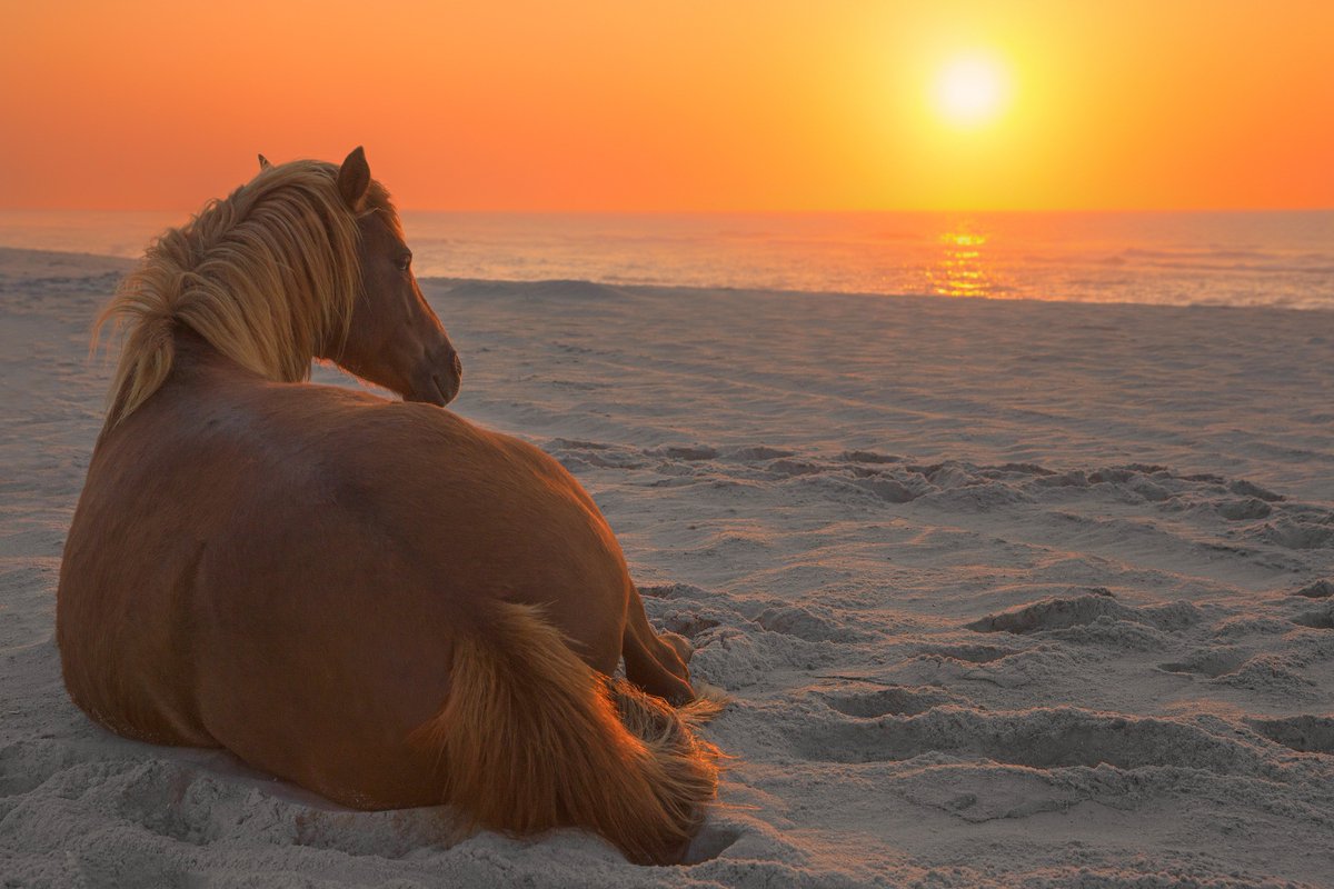 bonnliberte's tweet photo. #GoodMorningFreedom RT @ShareTheExper: Good morning @twitter! #Sunrisedaily #sunrise p: M. Rickard @AssateagueNPS https://t.co/mOvfcmJGnJ